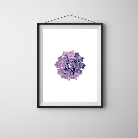 Purple Aster