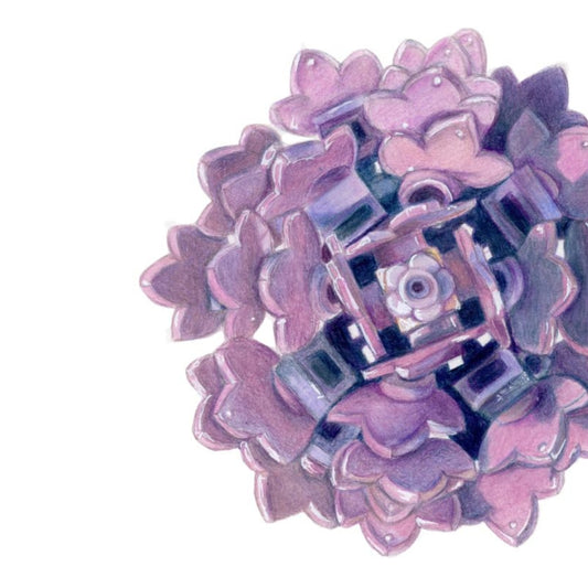 Purple Aster